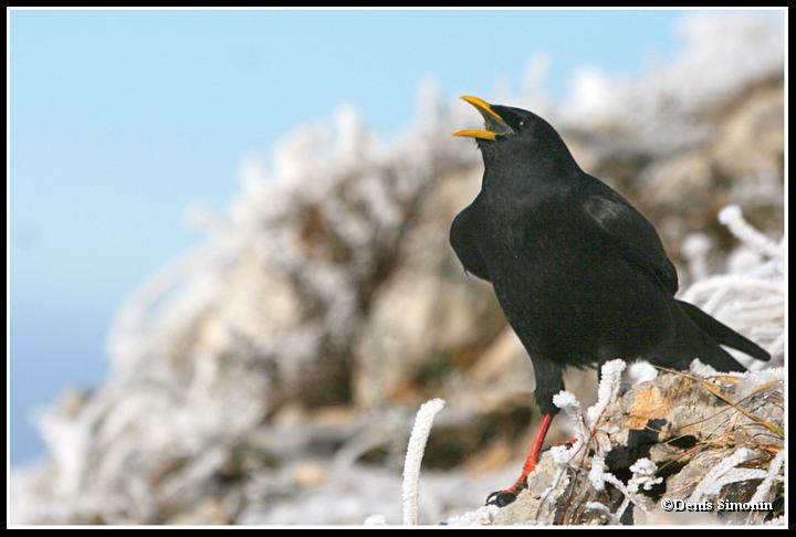 Chocard à bec jaune en hiver